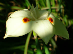 Flower in the shadow