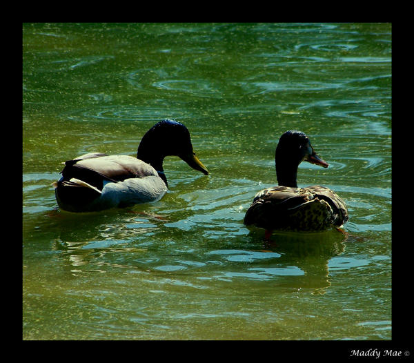 Duck Couple