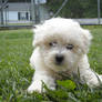 Bichon Frise Puppy