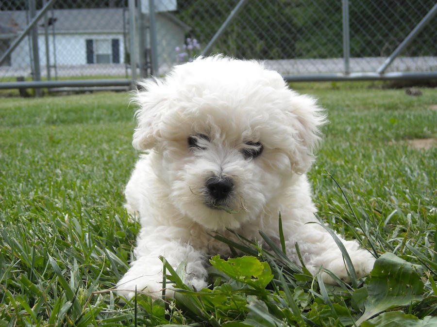 Bichon Frise Puppy