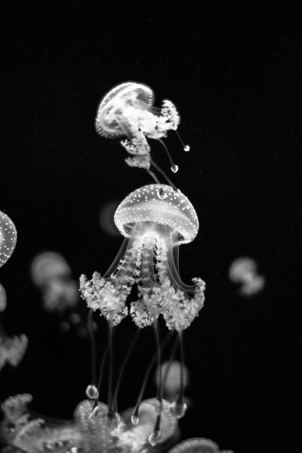 Jellyfish III