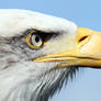 Alaskan Bald Eagle Profile