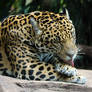 Grooming Jaguar