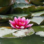 Pink Water Lily