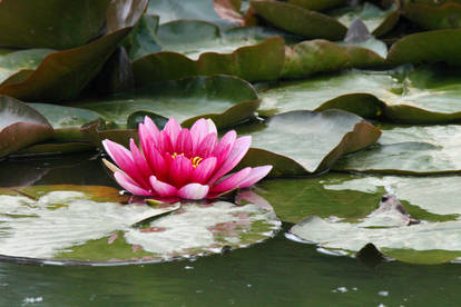 Pink Water Lily