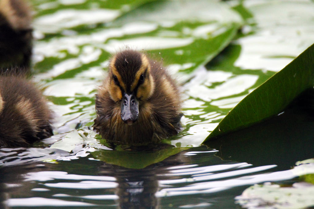 Young Ducklings