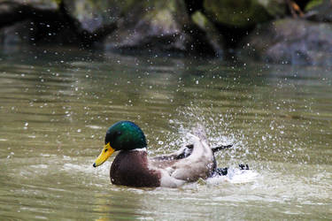 Splashing Duck