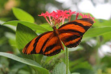 Banded Orange Butterfly