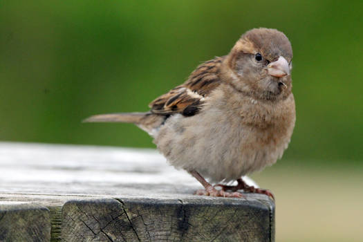 Little Sparrow