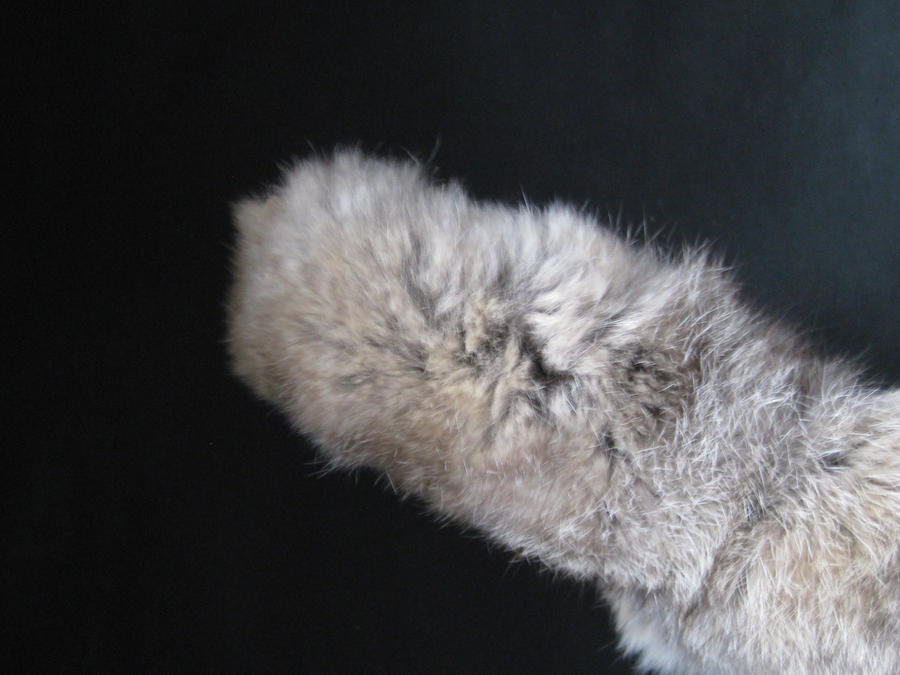 Fly Back Rabbit Fur Example Rabbit Fur 12 by TRANS4MATICA on DeviantArt