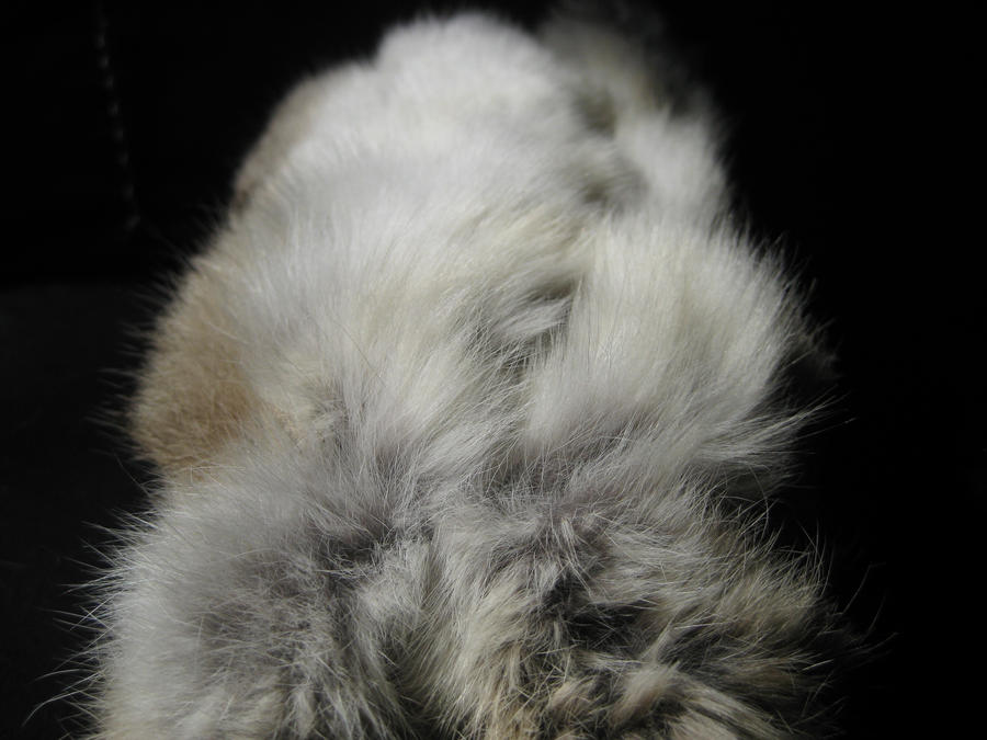 Fly Back Rabbit Fur Example Rabbit Fur 30 by TRANS4MATICA on DeviantArt