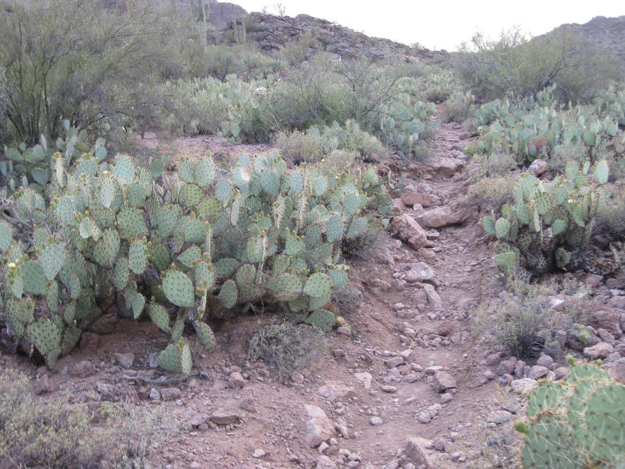 Tucson Trail 8