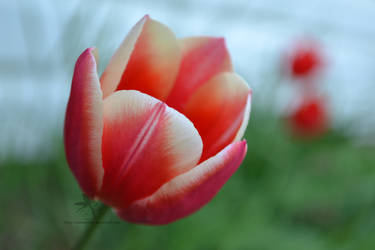 Multi-colored Tulip