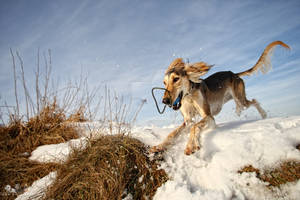 Saluki