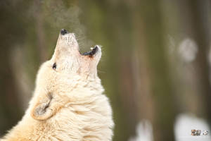 Arctic wolf