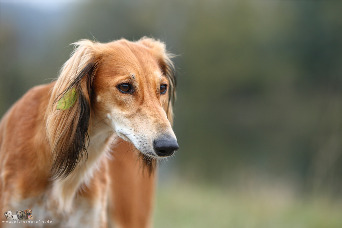 Red saluki