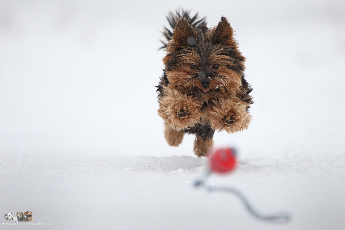 Yorkshire terrier