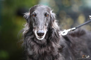 borzoi