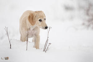 Saluki puppie 3