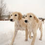 Saluki puppie 4