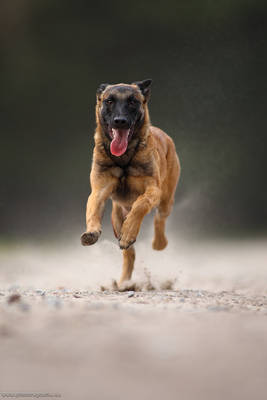 Malinois