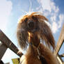 afghanhound1