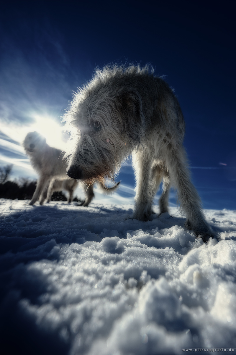 fluffy Irish Wolfhound