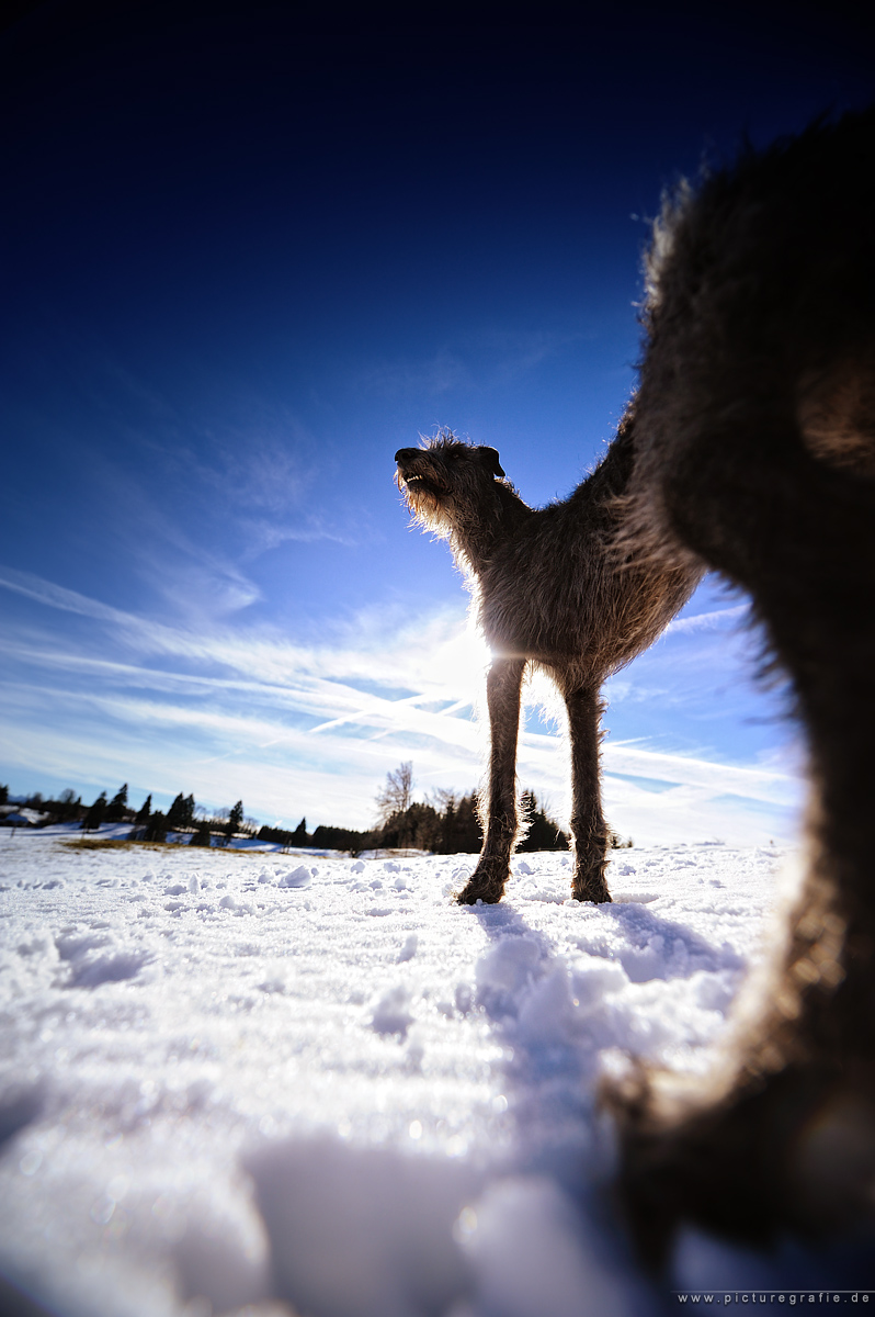 Deerhound on wide-angel