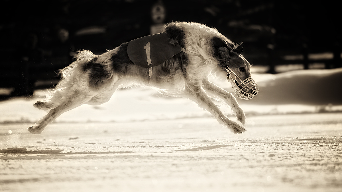 Borzoi - snow coursing