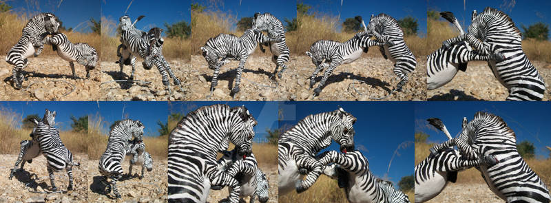 Cape Mountain zebra stallions