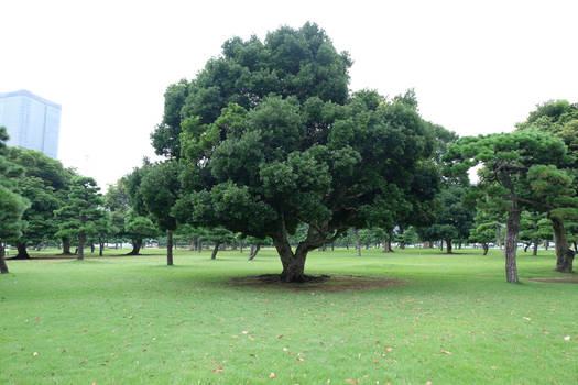 Japanese Bonsai