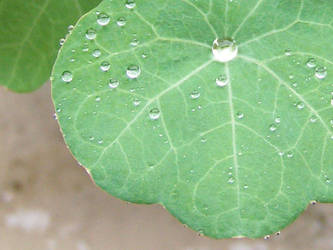 Macro leaf