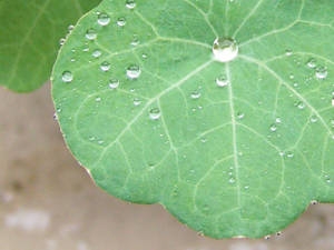 Macro leaf