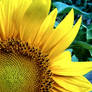 garden sunflower