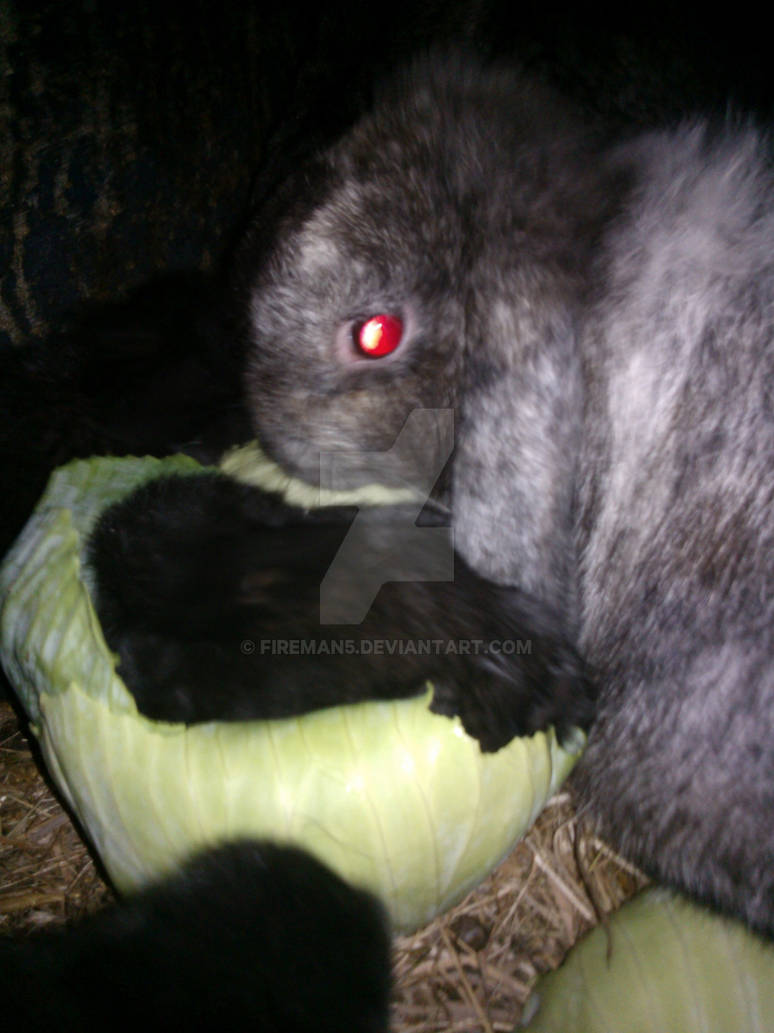 Baby rabbit and mom by fireman5 on DeviantArt