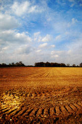 Norfolk Fields