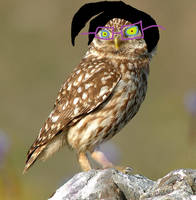 Owl Kelly