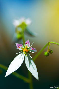 Strawberry Begonia