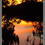 Through the mangroves