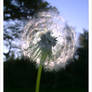 Just another Dandelion