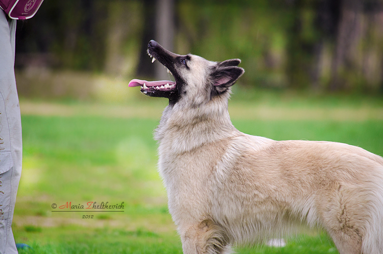 Belgian Shepherd