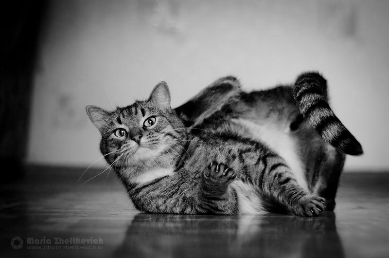 cat breakdance by PendraegArt