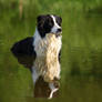 Border collie Nice