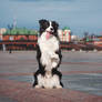 Border collie Nice