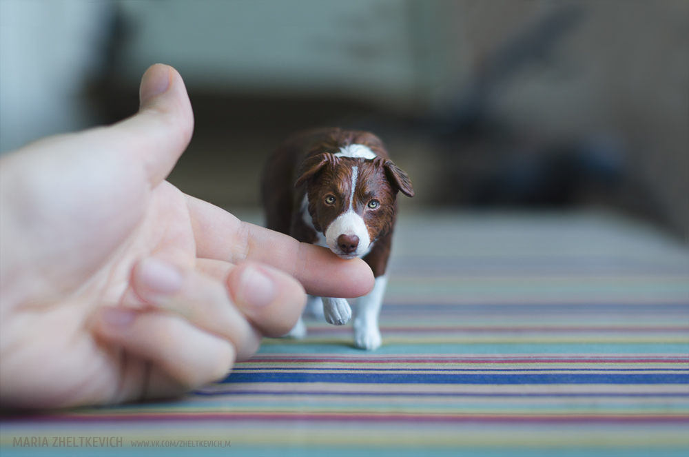 Border collie