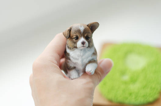 Little corgi