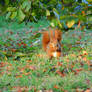 Between the Leaves