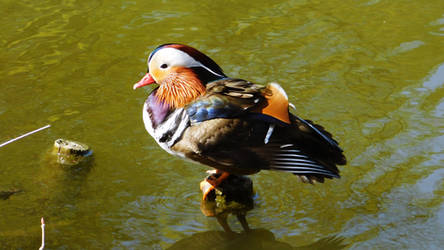 Mandarin Duck's Pause by Aleks-art