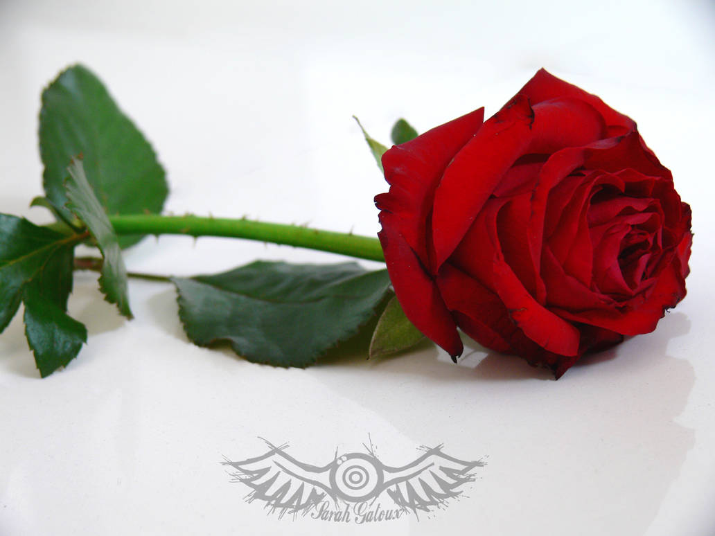 Rose by senzo