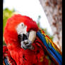 Macaw Parrot